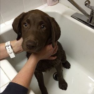 Meet your Posher, Janet